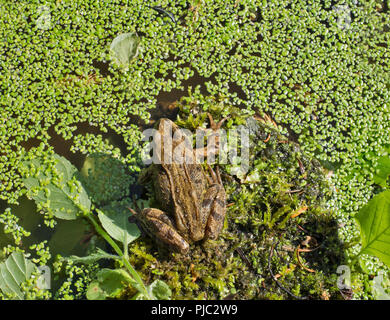 Overhead view of European common frog sitting on rock in middle of pond surrounded by water plants and duck weed. Stock Photo