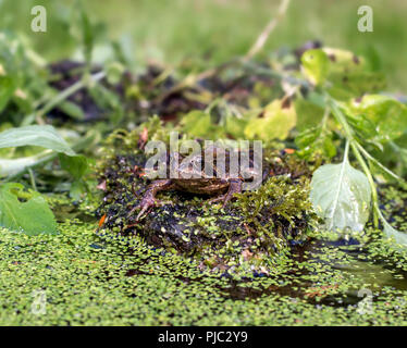 Eye level, face on portrait of European common frog sitting on rock surrounded by water plants.