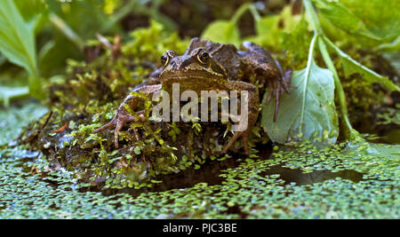 Eye level, face on portrait of European common frog, Rana Temporaria, sitting on rock surrounded by water plants.