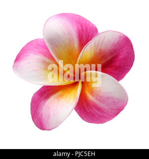 plumeria frangipani flower isolated on white background Stock Photo