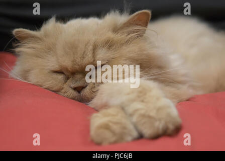 Motion of sleepy persian cat on bed Stock Photo