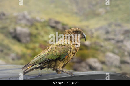 The famous Kea Parrot - about to remove the GPS antenna off an unsuspecting tourists, car. Stock Photo