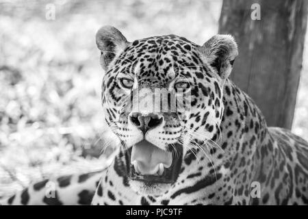 Leopard portrait, Panthera Pardus, bold contast in black and white Stock Photo