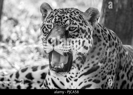 Leopard portrait, Panthera Pardus, bold contast in black and white Stock Photo