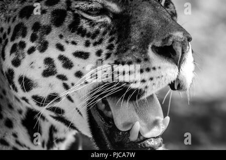 Leopard portrait, Panthera Pardus, bold contast in black and white Stock Photo