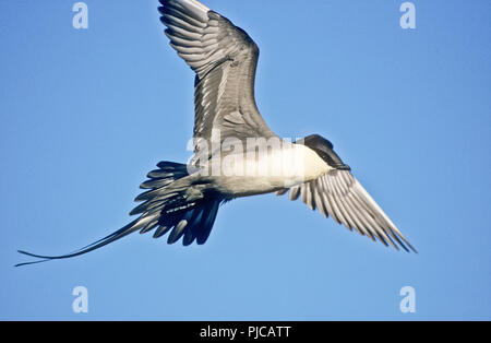 Long-tailed jaeger (Stercorarius longicaudis) in flight near Nome, Alaska Stock Photo