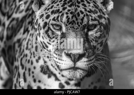 Leopard portrait, Panthera Pardus, bold contast in black and white Stock Photo