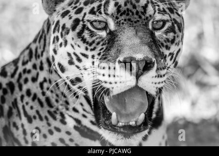 Leopard portrait, Panthera Pardus, bold contast in black and white Stock Photo