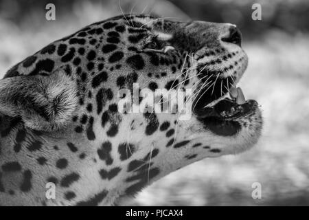 Leopard portrait, Panthera Pardus, bold contast in black and white Stock Photo