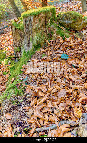 Grenn moss on the trees in the forest Stock Photo