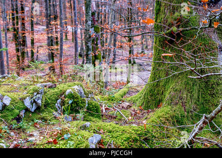Grenn moss on the trees in the forest Stock Photo