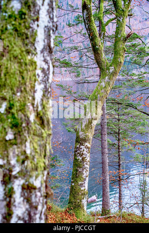Grenn moss on the trees in the forest Stock Photo