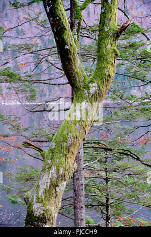 Grenn moss on the trees in the forest Stock Photo