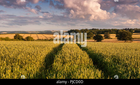 Fields of wheat look golden in evening sunlight in the rolling agricultural landscape of the Blackmore Vale in North Dorset, England. Stock Photo