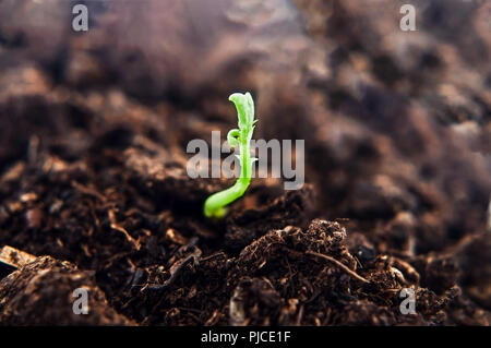 A small green plant shoot, growing upwards from dark brown soil, reaching towards light. New beginning concept.