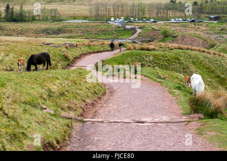 Mares and foals on the footpath to Pen-y-Fan, the highest point on the Brecon Beacons and in southern Britain, Powys, Wales, UK Stock Photo