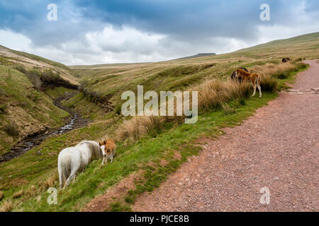 A mare and foal on the slopes of Pen-y-Fan, the highest point on the Brecon Beacons and in southern Britain, Powys, Wales, UK Stock Photo