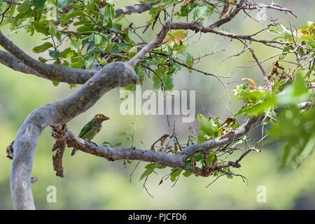 Brown-headed Barbet - Psilopogon zeylanicus, beautiful colored barbet from woodlands of Indian subcontinent, Sri Lanka. Stock Photo