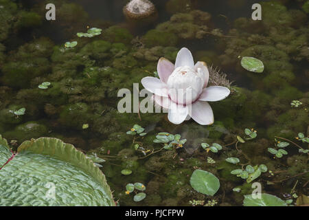 blossom giant water lily or Victoria amazonica in pond Stock Photo