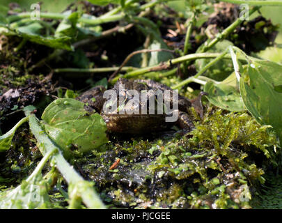 Eye level face on portrait of European common frog, Rana temporaria, sitting on rock surrounded by water plants.