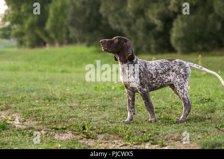 German Shorthaired Pointer, German kurtshaar one spotted puppy stand up with head up, profile photo, against the background of green grass and trees Stock Photo