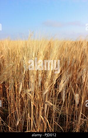 Wheat on the Prairies Stock Photo