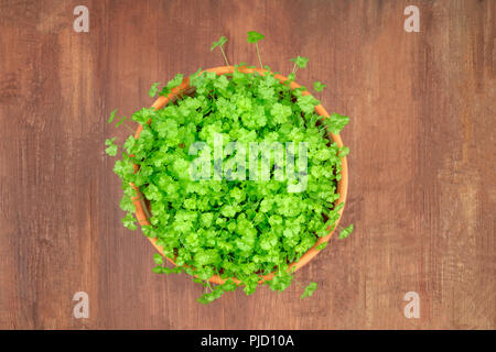 An overhead photo of fresh green parsley growing in a pot, shot on a dark rustic background with copy space Stock Photo