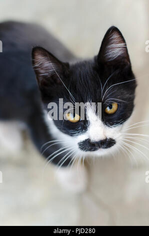 High angle view of a black and white kitten with black moustache looking up at camera Stock Photo