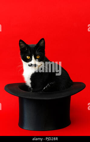 Black and white kitten with black moustache sitting in a tophat against a red background and looking at camera Stock Photo