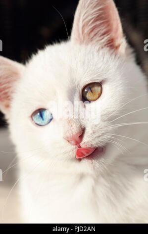 Portrait of a beautiful white odd eyed kitten against a black background Stock Photo