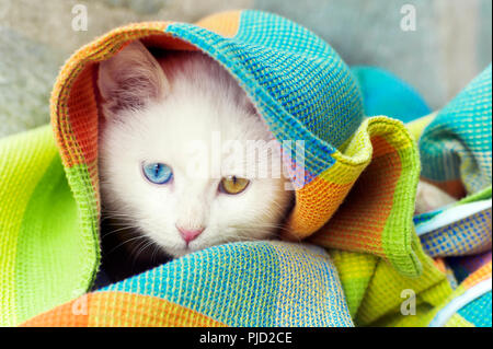 Beautiful white odd eyed kitten hiding under blanket Stock Photo