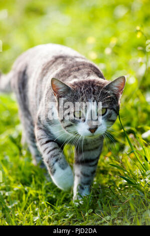 Silver tabby cat walking in the grass towards camera Silver tabby cat walking in the grass towards camera