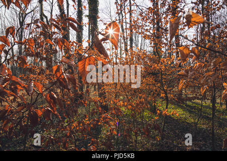 Backlight through orange Leaves, Sunstar, Lower Austria, Austria Stock Photo