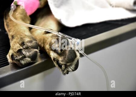 Military Working Dog (MWD) Szana receives updated vaccines, a dental ...