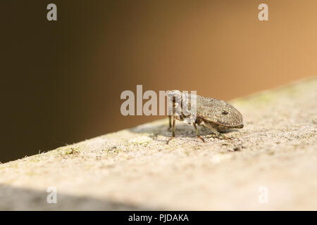 A tiny cute Planthopper (Issus coleoptratus) perching on a wooden fence in woodland. Stock Photo