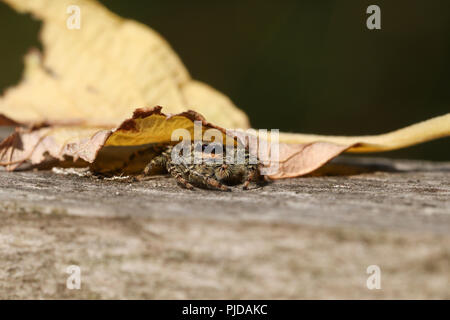 A cute hunting Fence-Post Jumping Spider (Marpissa muscosa) hiding under a leaf on a wooden fence. Stock Photo