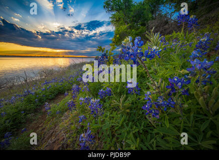 Bluebonnets at Grapevine Lake in North Texas. Lupinus texensis, the Texas bluebonnet, is a species of lupine endemic to Texas. Stock Photo