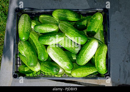 Top view on a case full of fresh green-white cucumbers Stock Photo