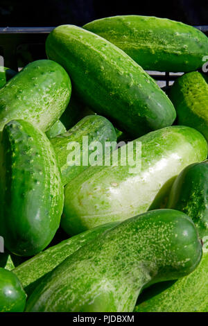 Close-up view on a pile of freshly picked green-white cucumbers Stock Photo