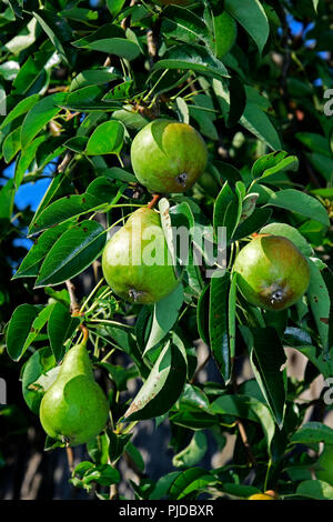A cluster of ripening Bartlett pears hanging on a branch and surrounded by green leaves Stock Photo