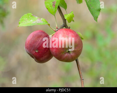 couple of red ripe organic apples on the branch in late summer Stock Photo