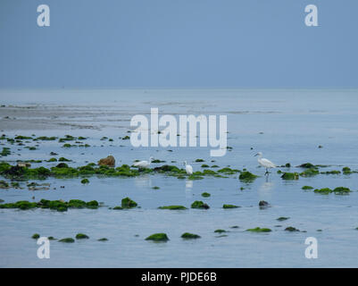 Little Egrets foraging amongst rockpools at low tide on East Preston beach, West Sussex Stock Photo