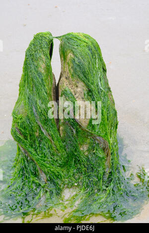 Split seaweed covered wooden groynes on beach giving the appearance of two rocks kissing Stock Photo