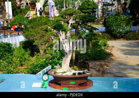 Bonsai tree display for public in Royal Floria Putrajaya garden in Putrajaya, Malaysia. Stock Photo