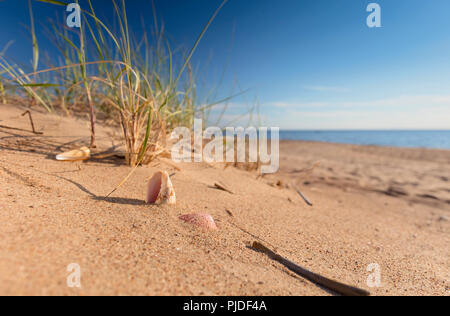 Summer beach in a tropical paradise with a seashell  on golden sand. Wide angle , copy space for your text. Stock Photo