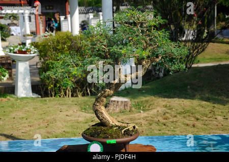 Bonsai tree display for public in Royal Floria Putrajaya garden in Putrajaya, Malaysia. Stock Photo