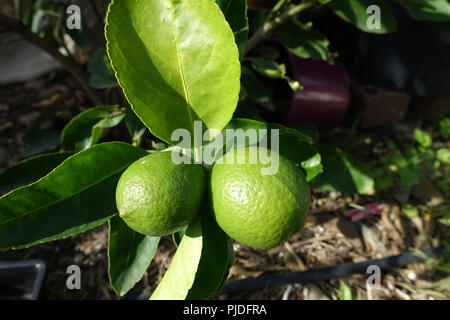 Citrus latifolia or Tahitian Limes growing on a tree Stock Photo