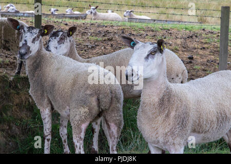 Blue Faced Leicester sheep Stock Photo