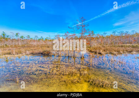 Everglades National Park in January, Florida on clear morning Stock Photo