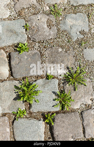 Weeds growing between cobblestones in summer sunlight. Stock Photo
